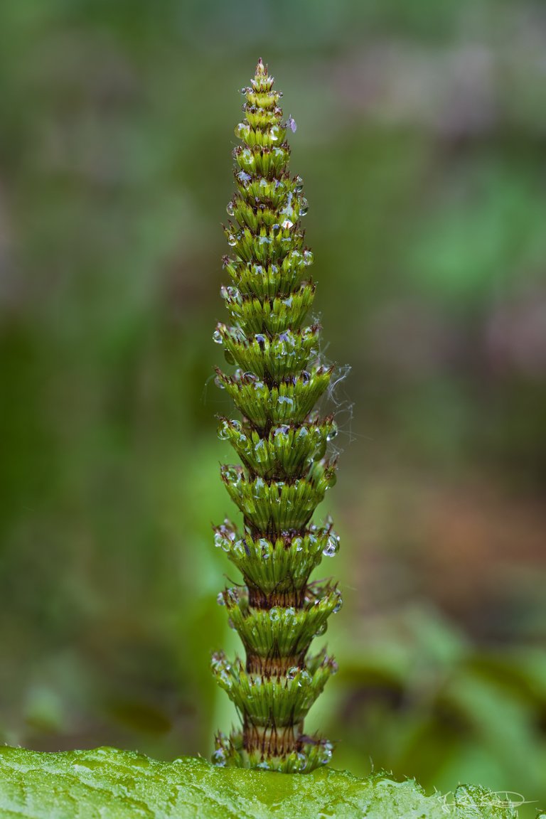 Hive AlphabetHunt Macrophotography Equisetum