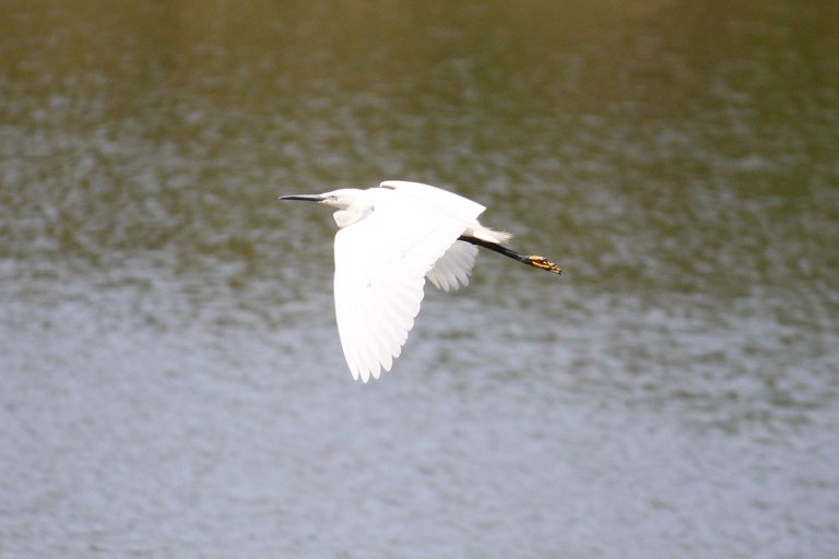 little_egret.jpg