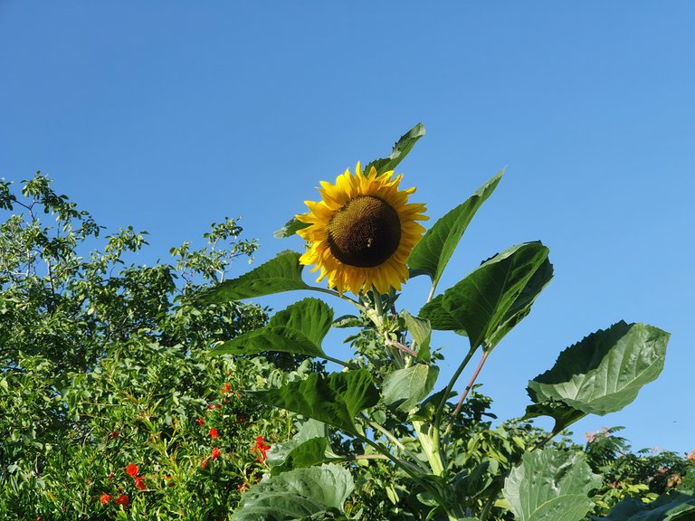 picture_3_sunflower_2