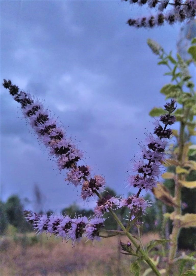 flor_de_menta_hoja_larga_y_patio.jpeg