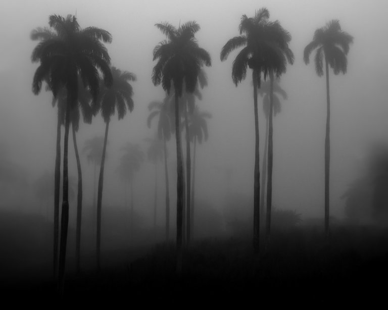 Siluetas Majestuosas