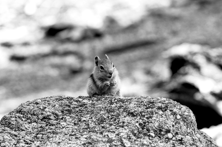 rmnp_ground_squirrel.jpg