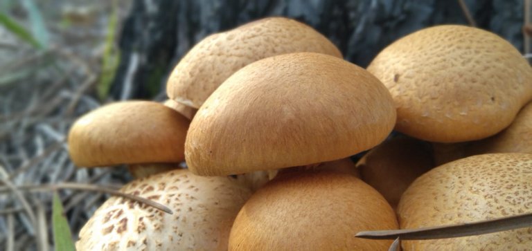 racimo_de_gymnopilus_spectabilis_2.jpeg