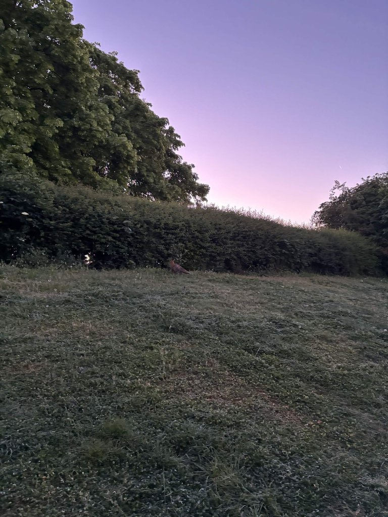 Morning Time Fox