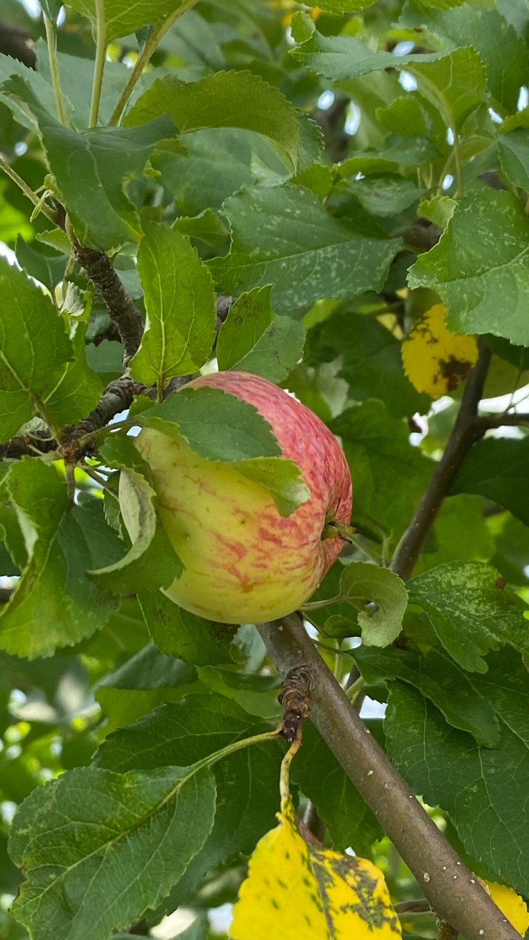 Blushing Apple