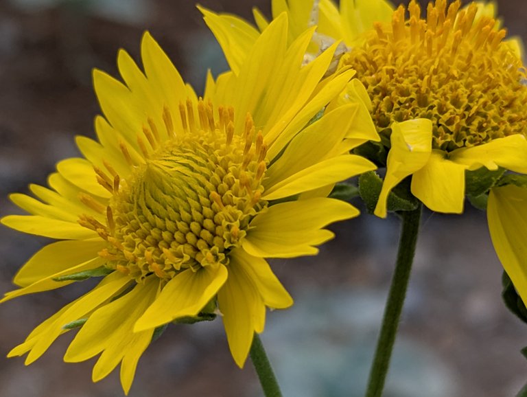 Yellow Flowers Through the Lens