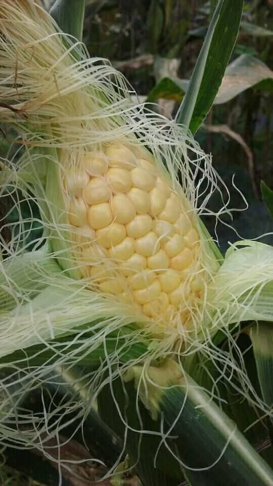 jagung_2.jpg