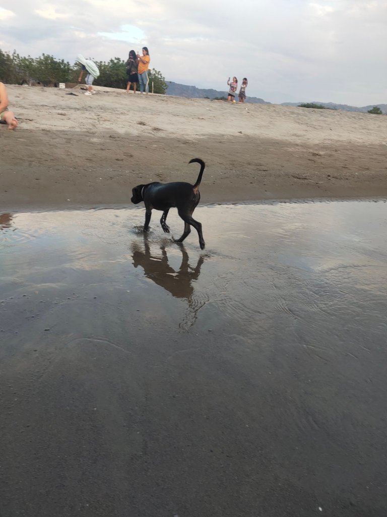 POBphotocontest : Our Dog in the Water 