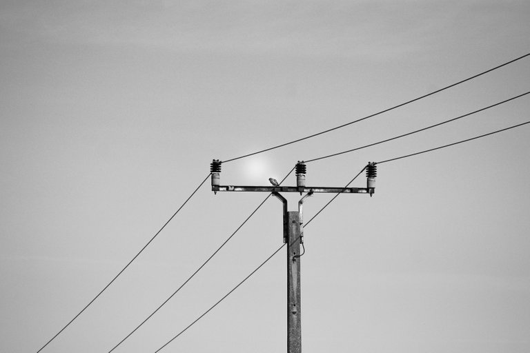 bw_birds_kestrel_img_6210.jpg