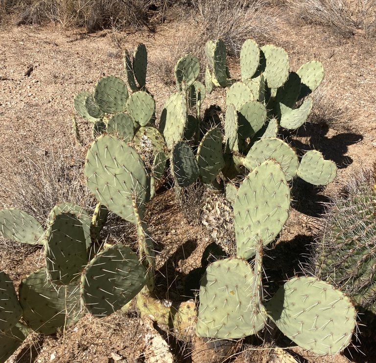 Prickly Pear