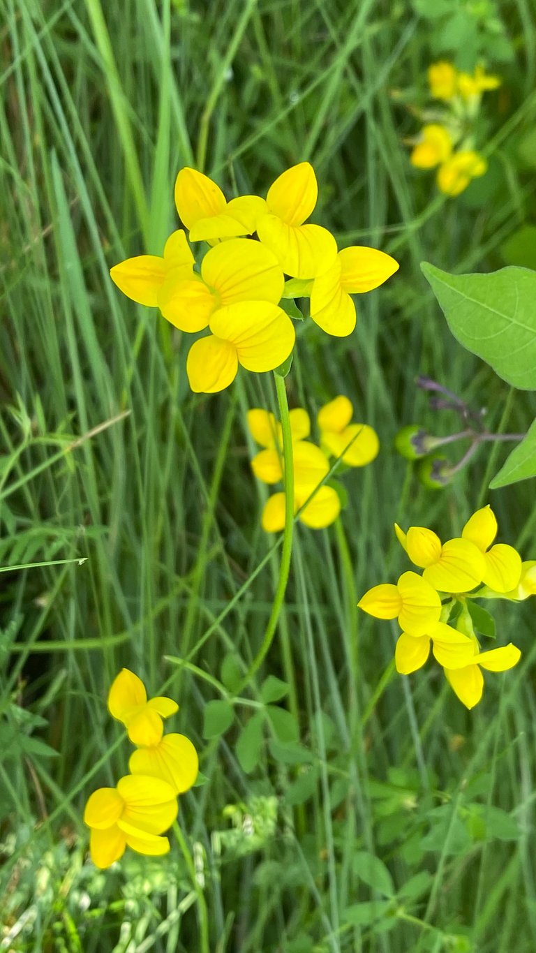 Bunch of small yellow flowers