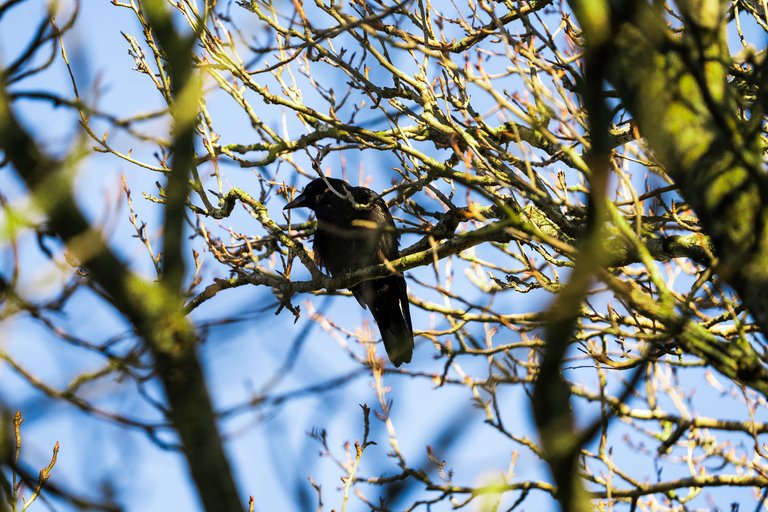 Carrion Crow in a bare winter tree