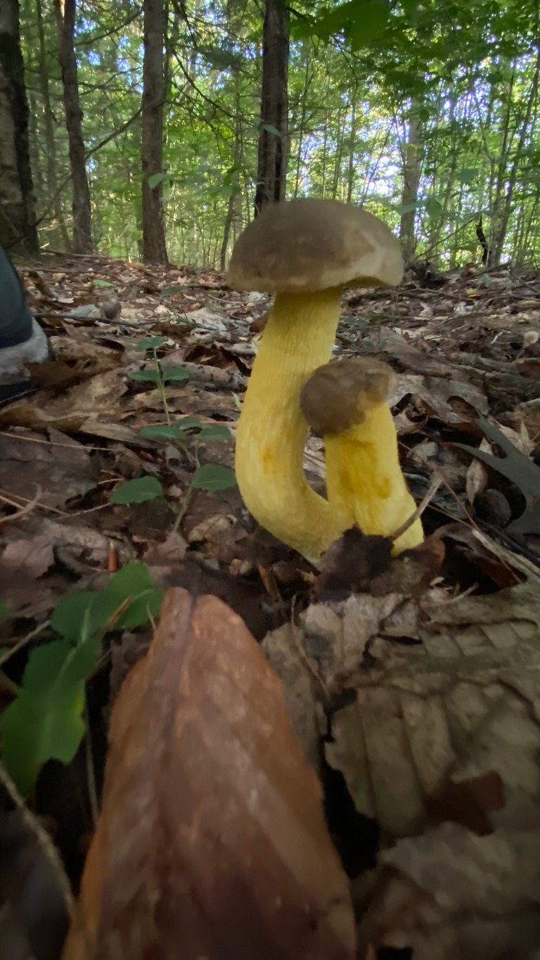 Yellow mushroom