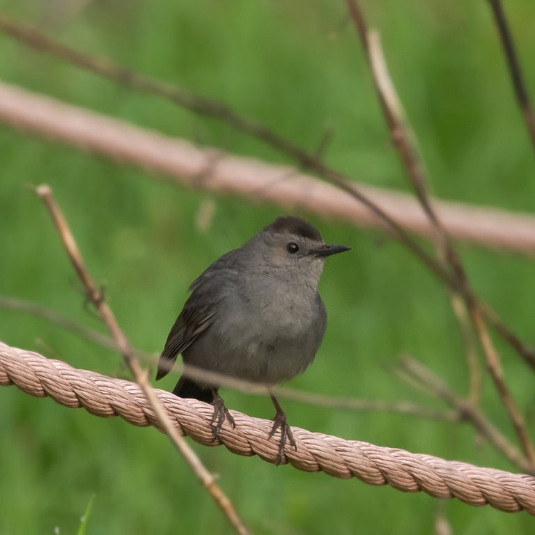 Gray Catbird