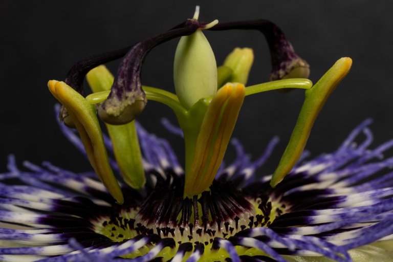 Close-up low-angle shot of the plant