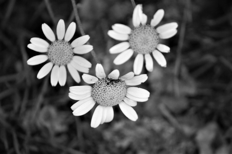 bw_flowers_img_3066_2_.jpg