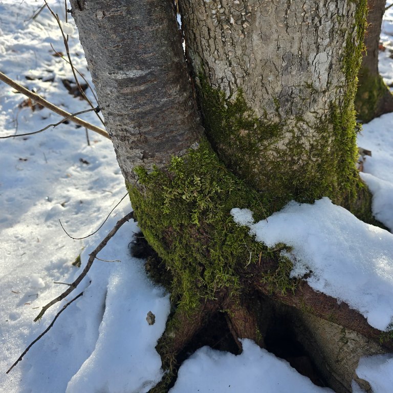 Moss growing on the base of a birch tree, with snow on the ground