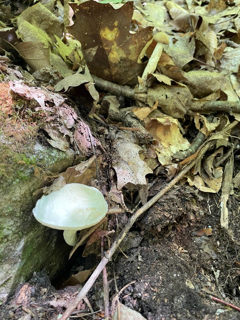 White cap in oak leaves