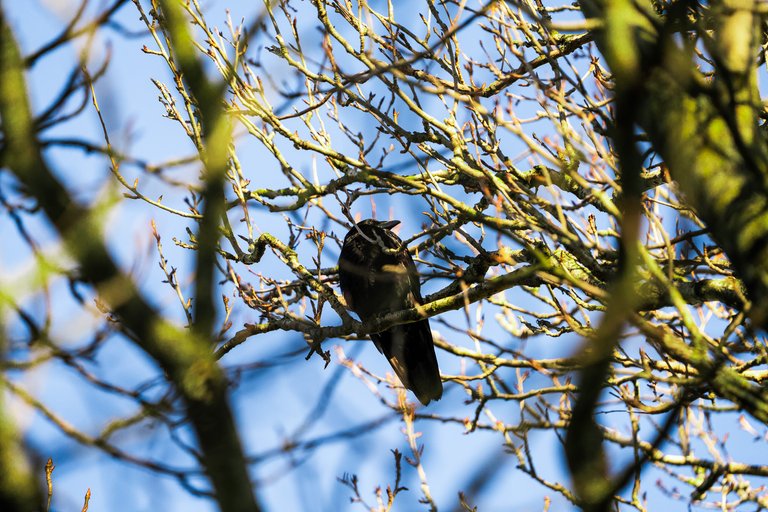 Carrion Crow in a bare winter tree