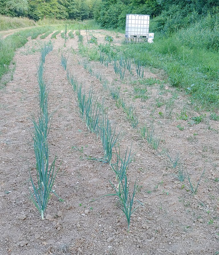field1.jpg
