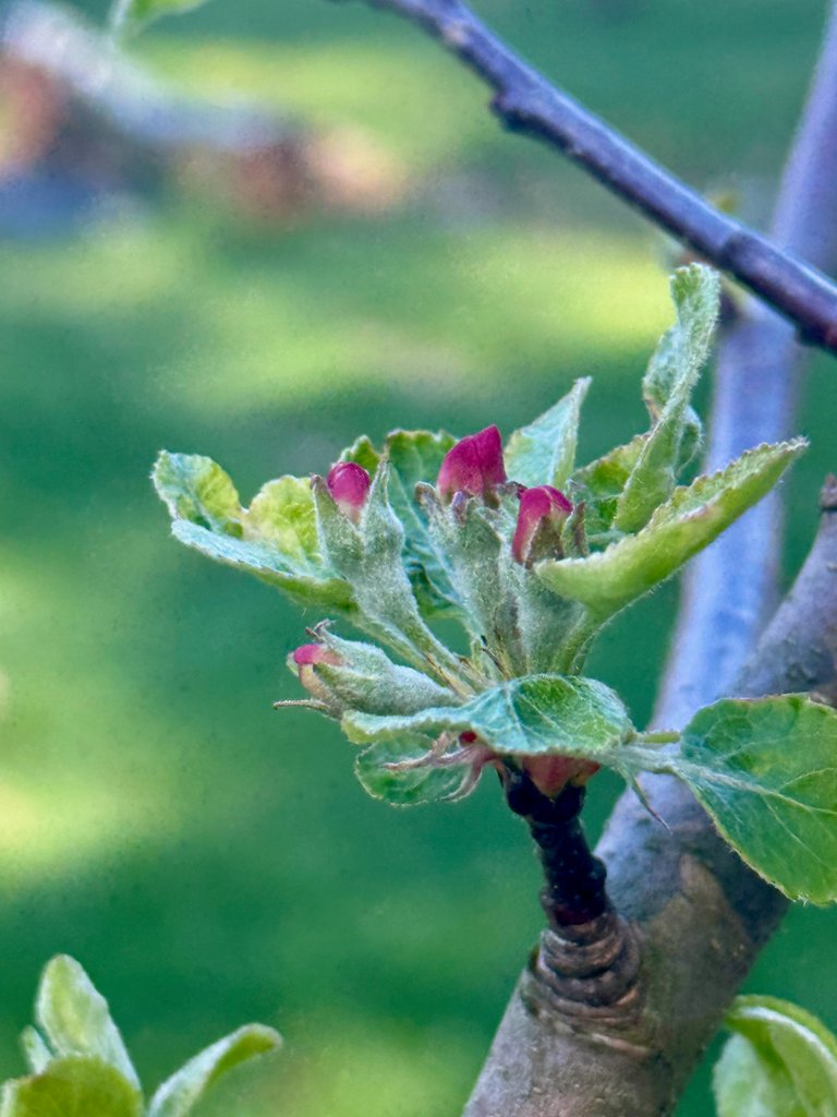 Apple bud