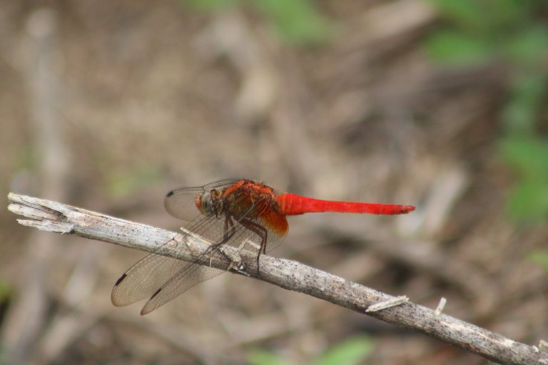 Orange Skimmer