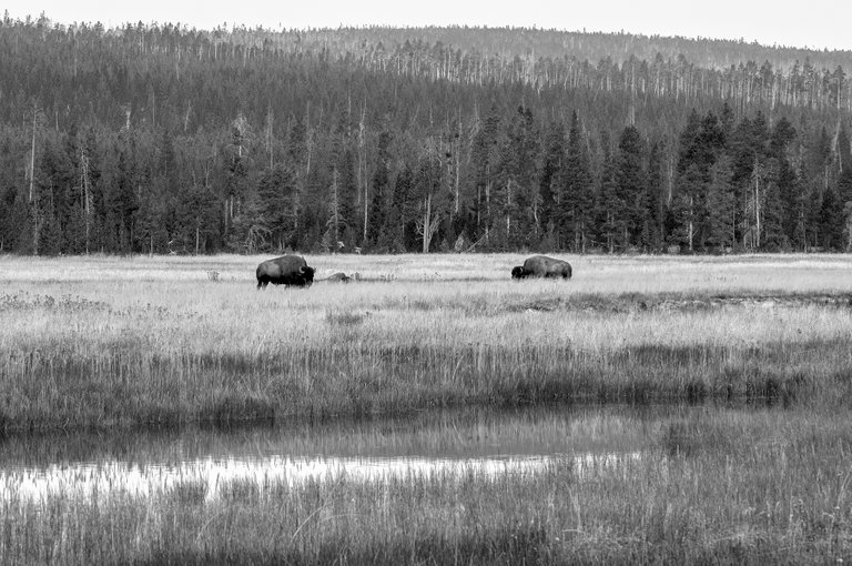 watering_hole_10_bw_copy.jpg