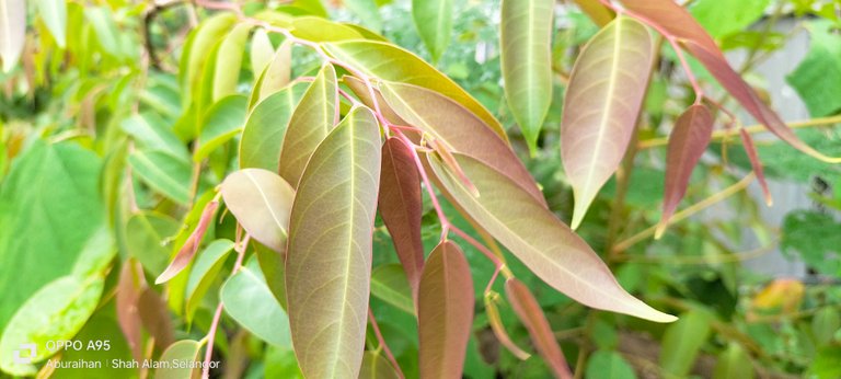 Nature's Beauty: The Story of Young Leaves