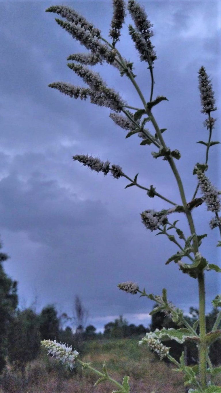 flores_de_menta_variegada_y_patio.jpeg