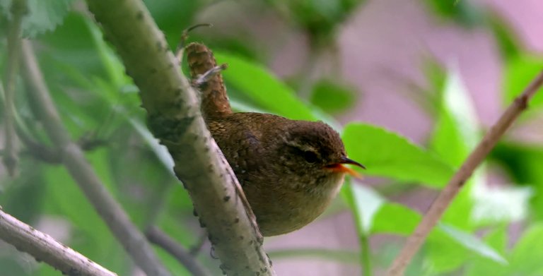 wren16.jpg