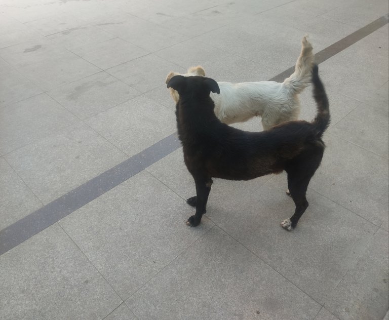 img_0.052750665207144325