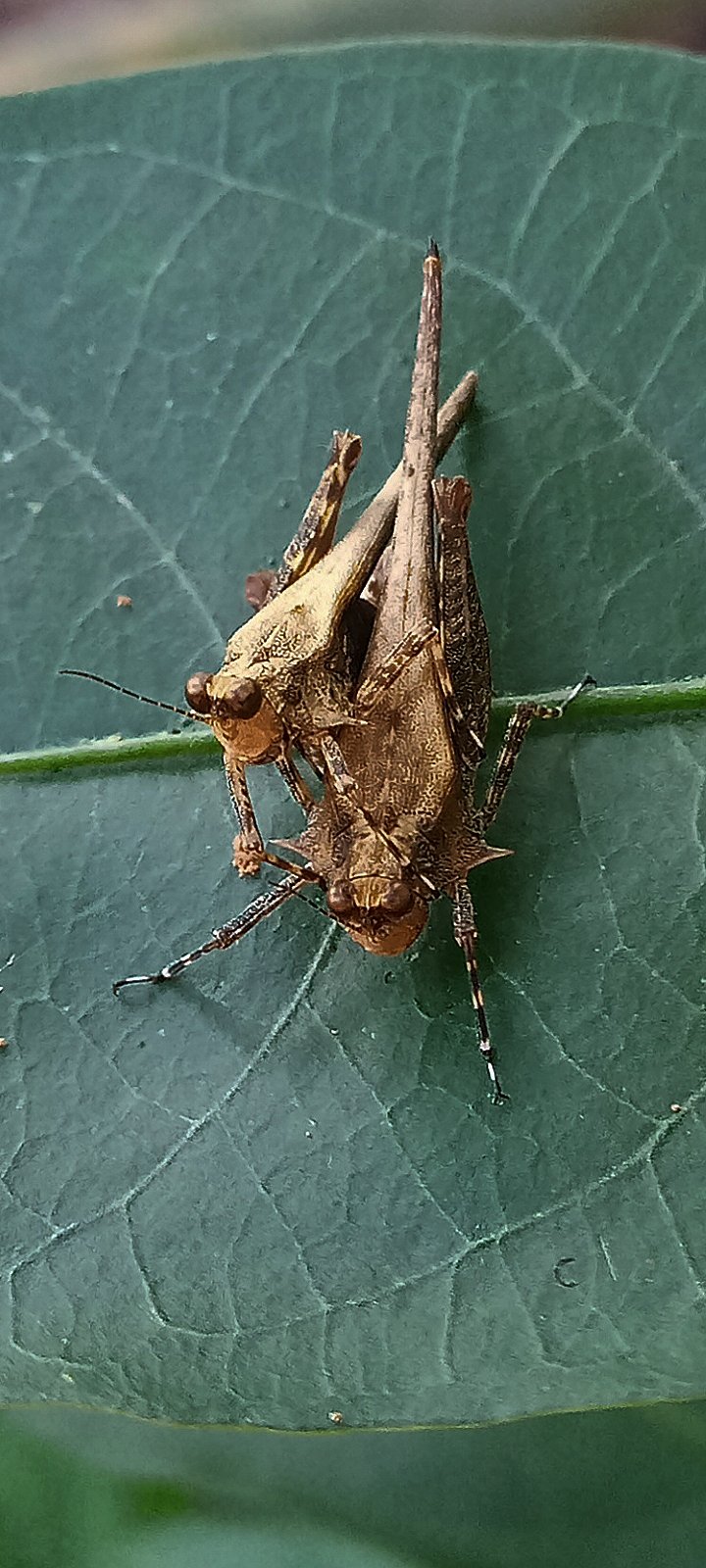 Grasshopper In The Forest