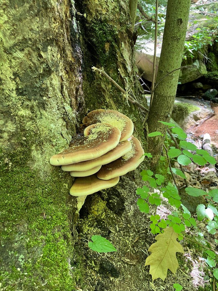Nice shelf mushrooms