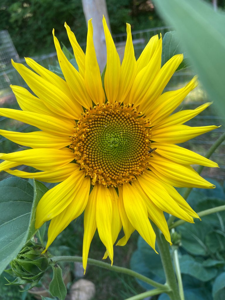 New Sunflower