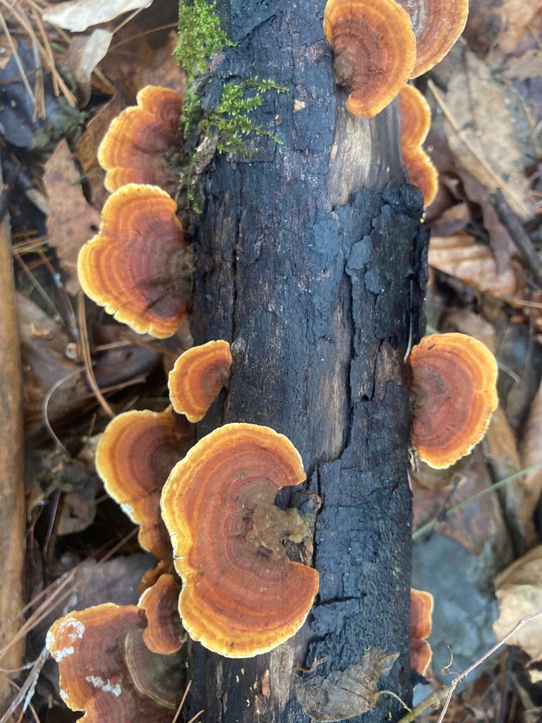 False turkeytail