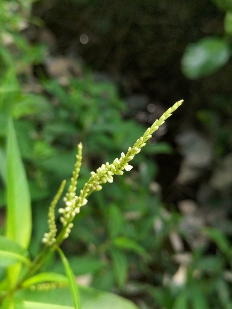 Asiatic Butterfly-Bush