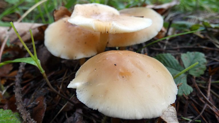 Edible mushrooms in Europe - Gymnopus dryophilus