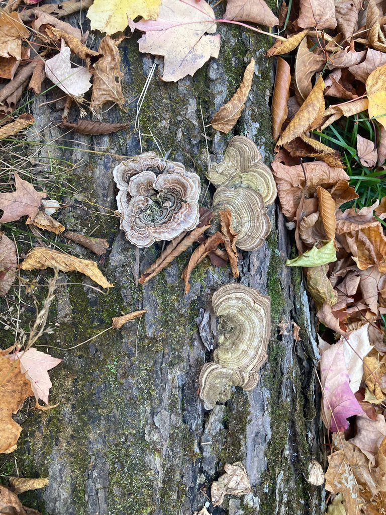 Fall Patterns