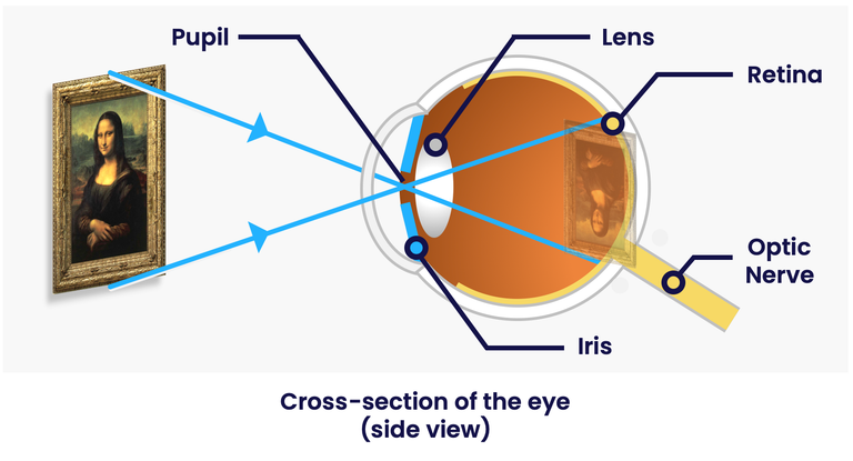 Why things are visible?