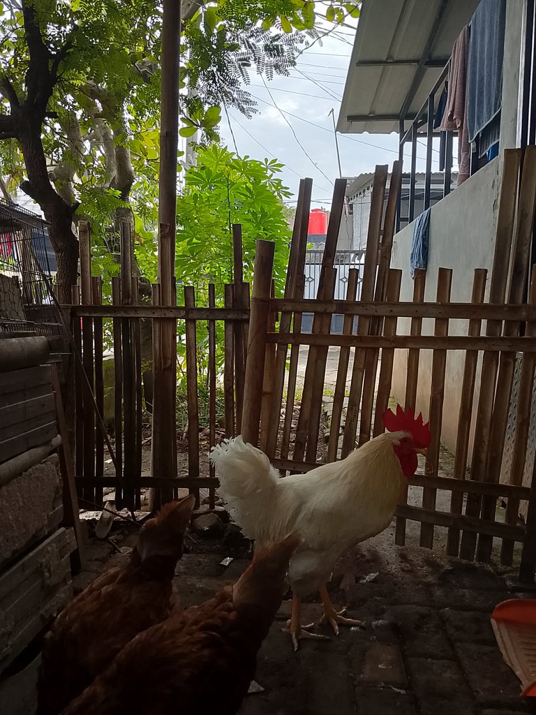 I have 8 Chickens Now