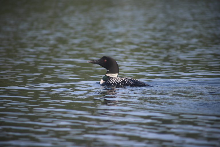 Classic loon shot