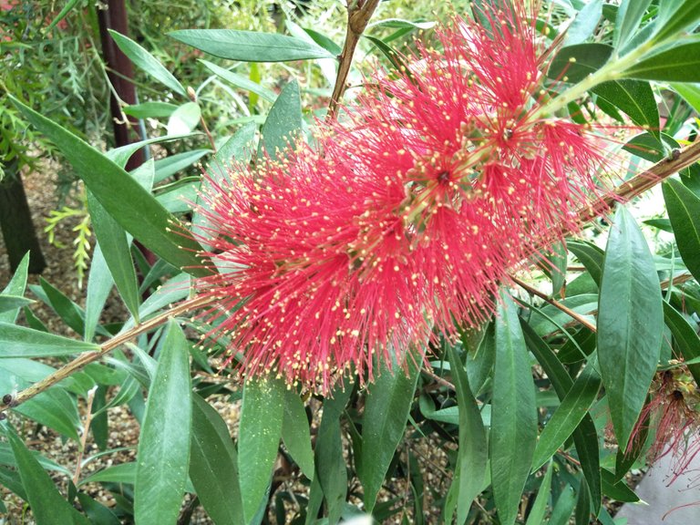 2_callistemon_bottle_brushes.jpg