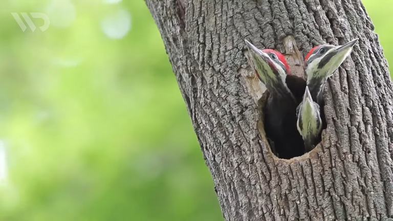 bird's nest hole