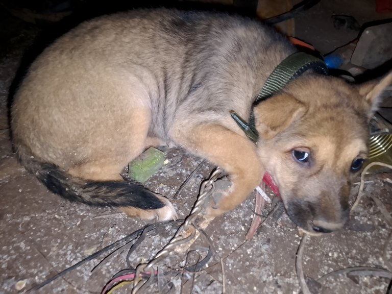 Pinu on his first night at home