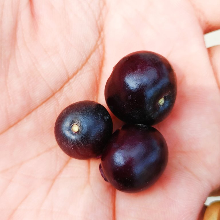 Indian Blackberry (Jamun) Tree on the Street!