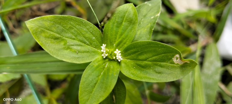 The Mysterious Beauty of Nature: An Analysis of Two Plant Pictures