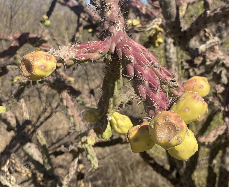 Staghorn Cholla