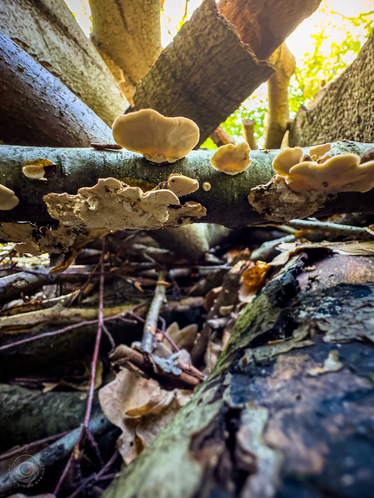 Turkey Tail Fungi