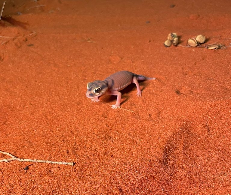 Pernatty knob tail gecko