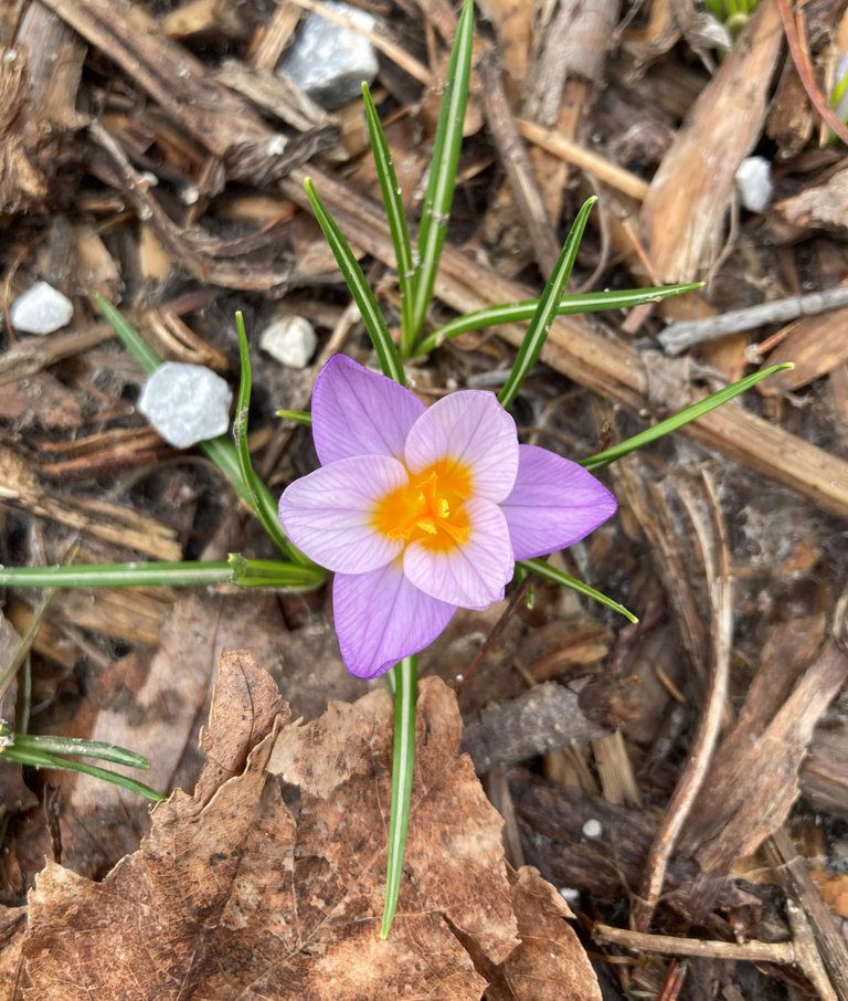 Purple crocus